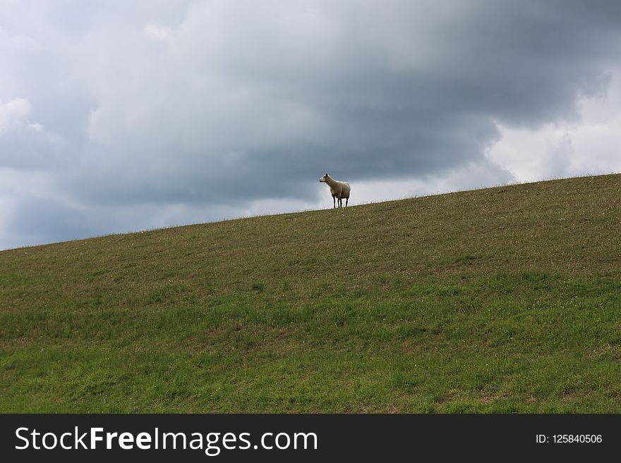 Grassland, Ecosystem, Sky, Pasture