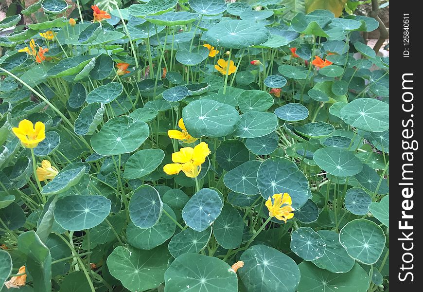 Plant, Leaf, Flora, Flower