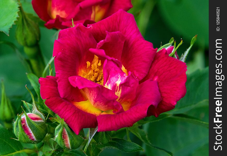 Flower, Plant, Rose Family, Flowering Plant