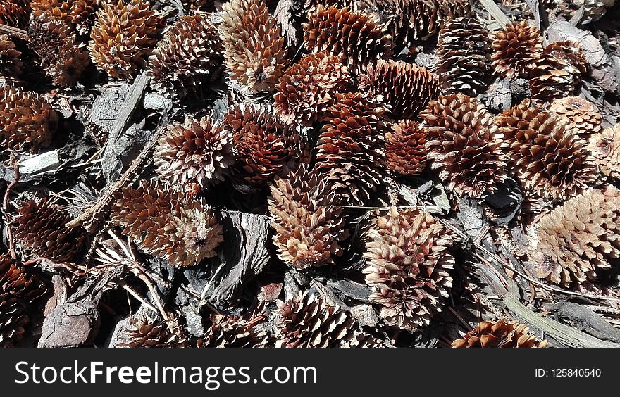 Conifer Cone, Organism, Sea Urchin, Pine Family