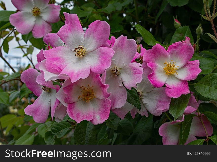 Flower, Rose Family, Plant, Flowering Plant