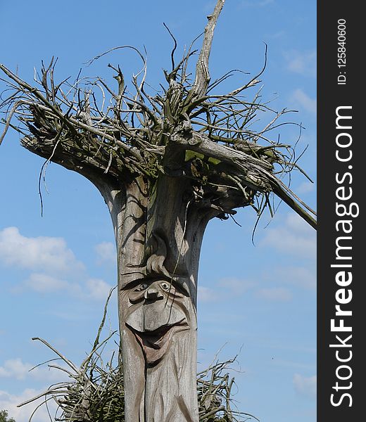 Tree, Woody Plant, Sky, Plant