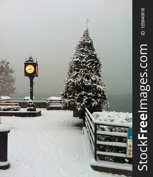 Snow, Winter, Christmas Tree, Tree