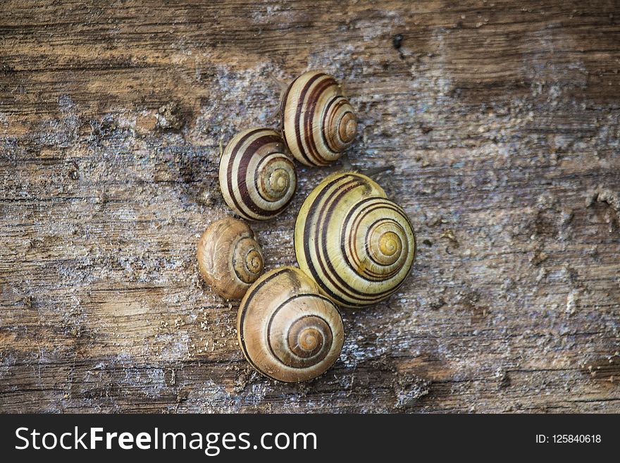 Snail, Snails And Slugs, Sea Snail, Schnecken