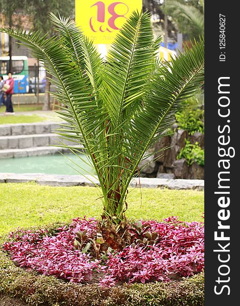 Plant, Arecales, Leaf, Palm Tree