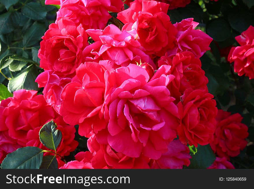 Flower, Rose, Plant, Pink