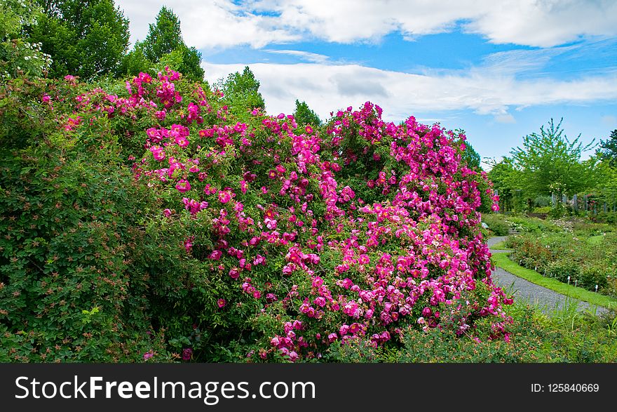 Flower, Plant, Vegetation, Flora