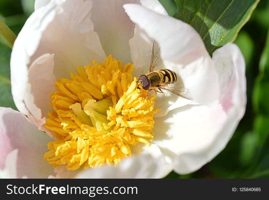 Honey Bee, Bee, Flower, Insect