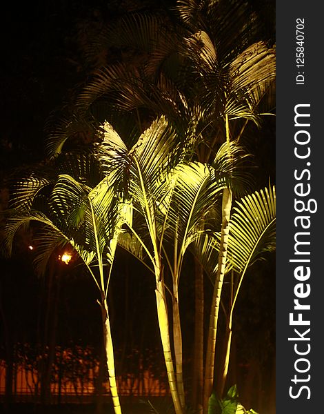 Nature, Palm Tree, Arecales, Night