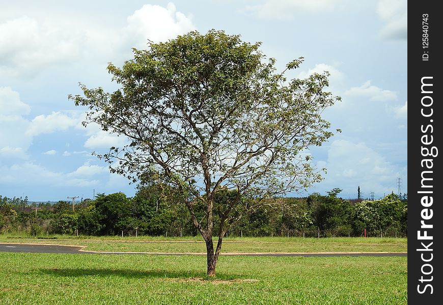 Tree, Woody Plant, Vegetation, Sky