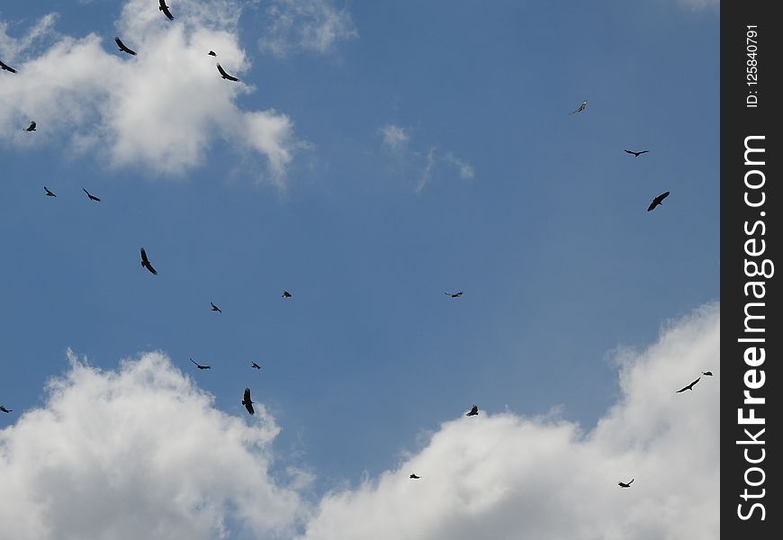 Sky, Flock, Cloud, Bird Migration