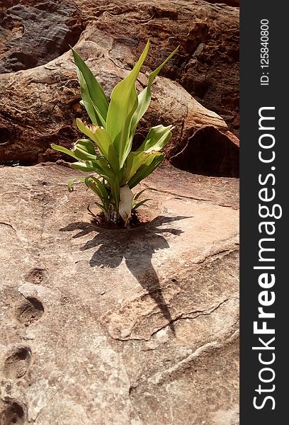 Plant, Flora, Leaf, Flower