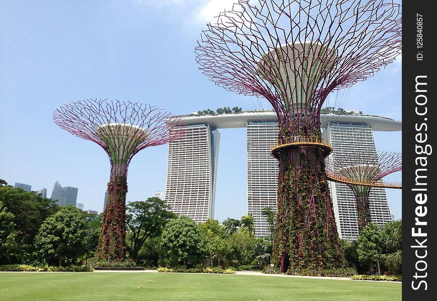 Tree, Woody Plant, Plant, Palm Tree