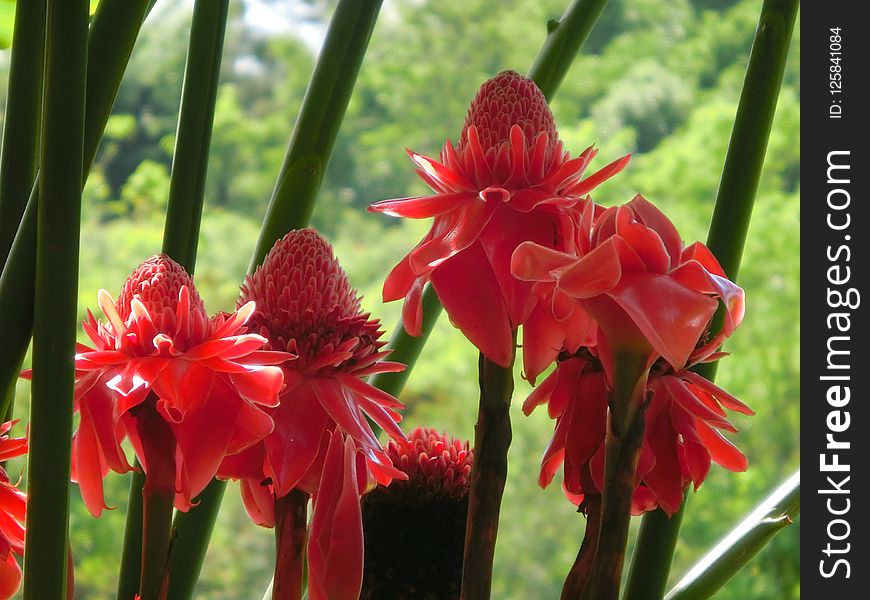 Plant, Flower, Flora, Flowering Plant