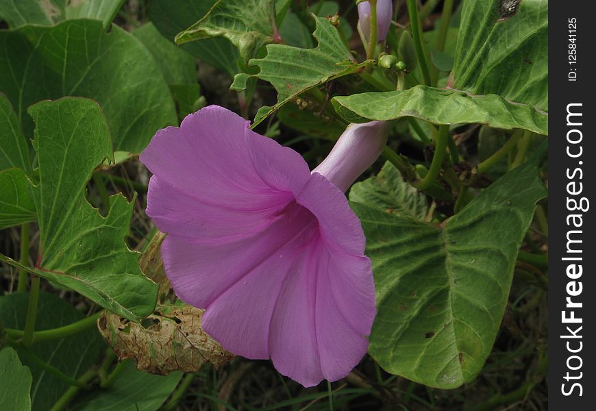 Plant, Flower, Morning Glory Family, Morning Glory