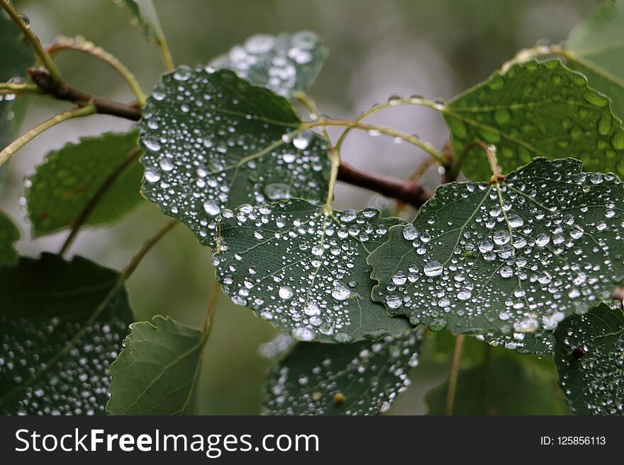 Water drops on dark green leaves