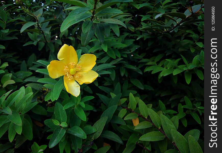 Blooming yellow flower on a green background of beautiful leaves. Blooming yellow flower on a green background of beautiful leaves