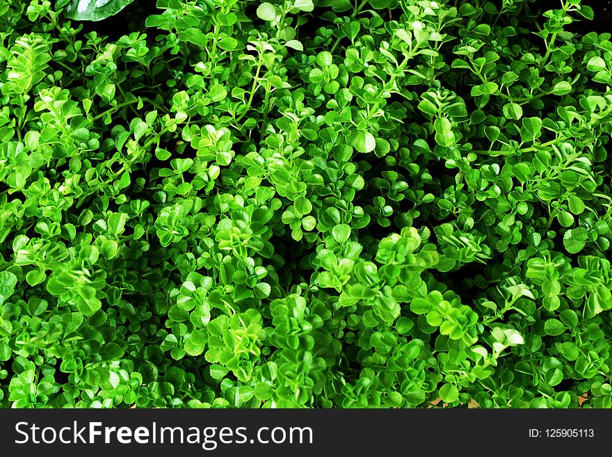 Close up on green leaf texture background