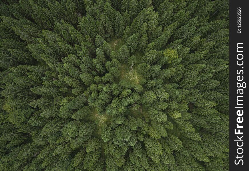 Aerial phoo of a pine forest in late summer - spruce tree wood