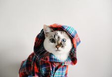 White Fluffy Blue-eyed Cat In A Plaid Shirt With A Hood On A Light Background. Close-up Portrait Stock Photos