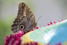 Macro Of A Beautiful Brown Butterfly On A Green Leaf From The Si Royalty Free Stock Photos