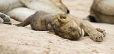 Small Lion Cub Lay Down To Sleep On Soft Kalahari Sand Stock Photo