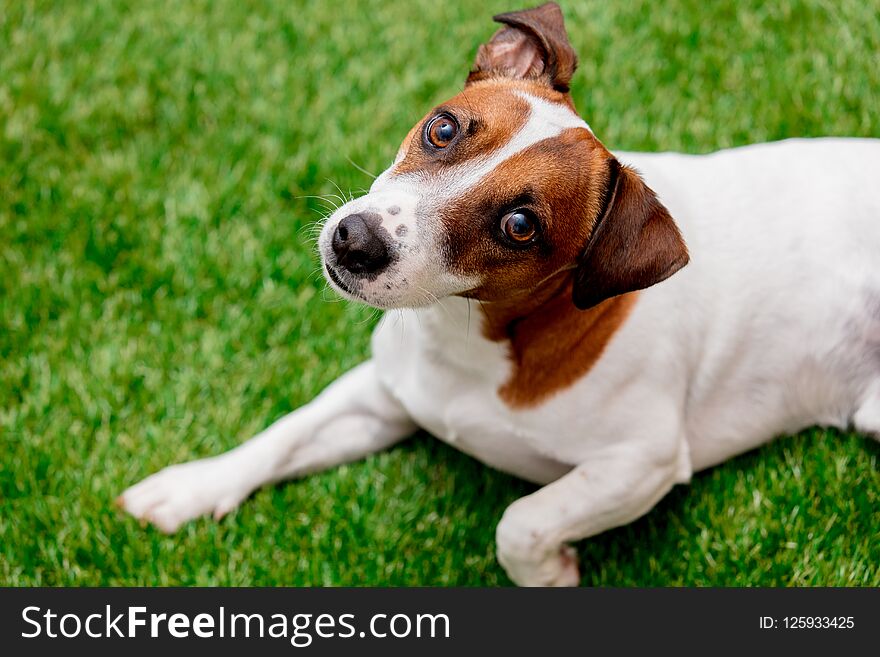 Dog sitting on green grass and looking in camera. Dog sitting on green grass and looking in camera