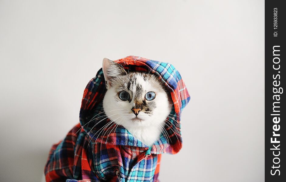 White Fluffy Blue-eyed Cat In A Plaid Shirt With A Hood On A Light Background. Close-up Portrait