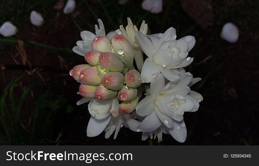 Flower, Plant, Flora, Flowering Plant