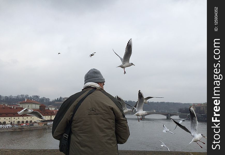 Bird, Seabird, Water, Sky