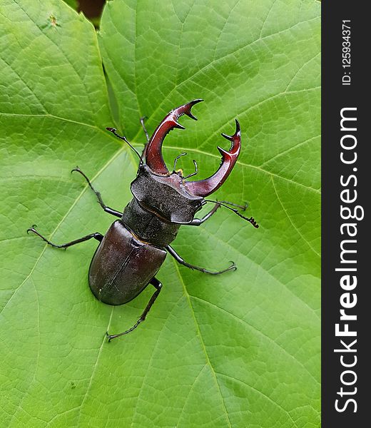 Insect, Invertebrate, Beetle, Fauna