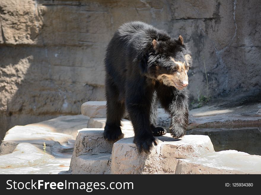 Bear, American Black Bear, Brown Bear, Zoo