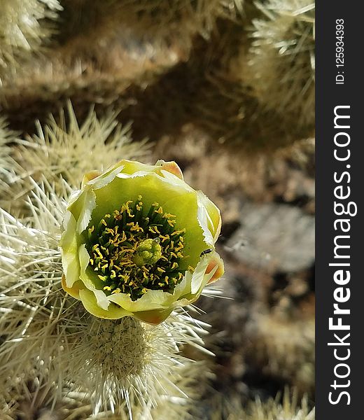 Plant, Cactus, Flora, Thorns Spines And Prickles