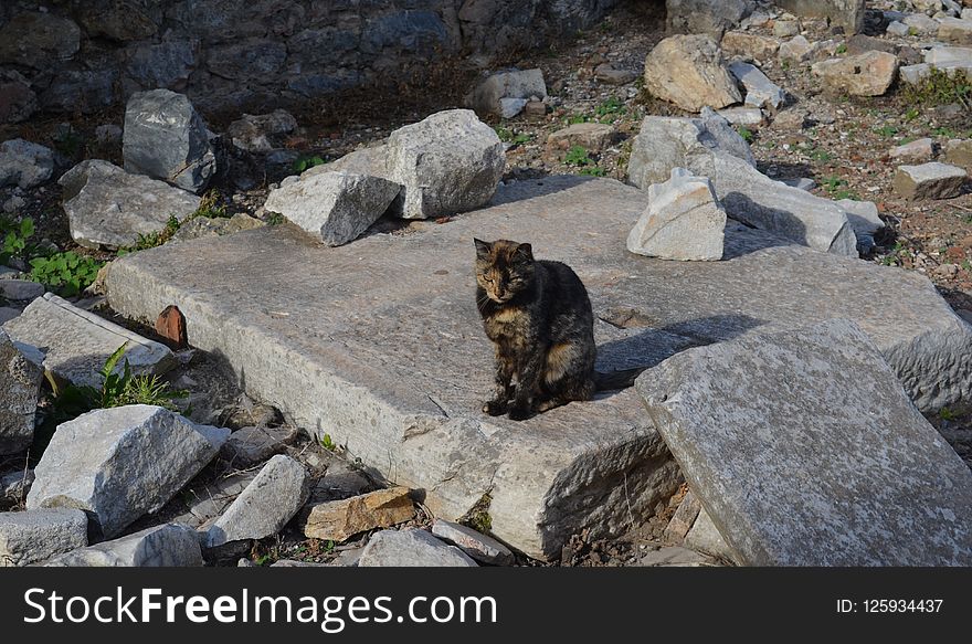 Fauna, Rock, Wildlife, Landscape