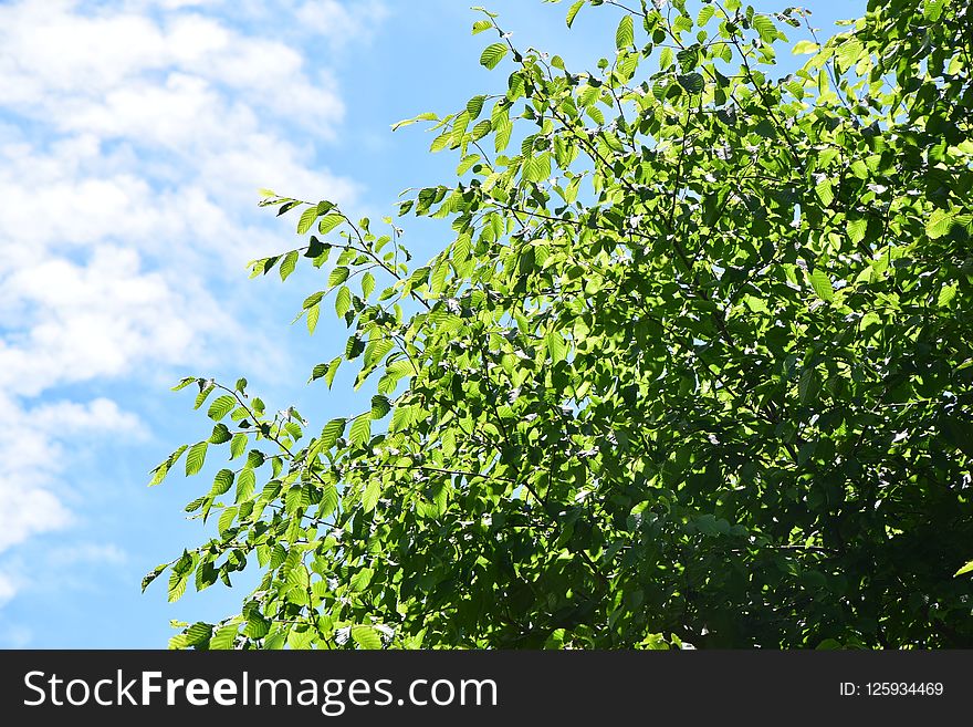 Tree, Sky, Leaf, Branch