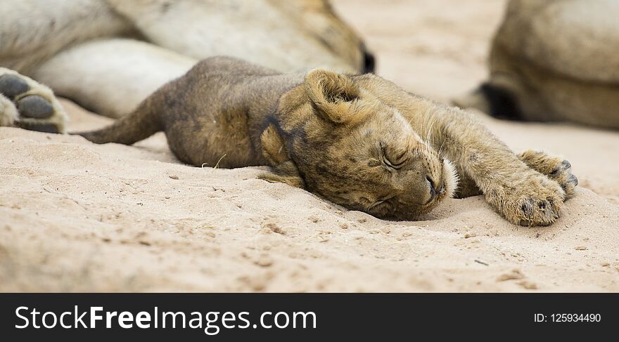 Small Lion Cub Lay Down To Sleep On Soft Kalahari Sand