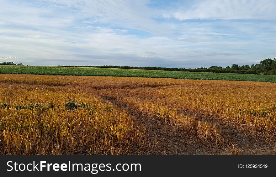 Field, Crop, Plain, Prairie