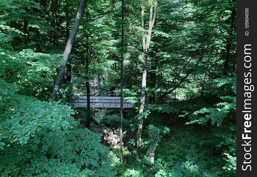 Vegetation, Ecosystem, Nature, Nature Reserve