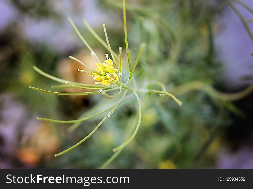 Flora, Close Up, Plant, Flower