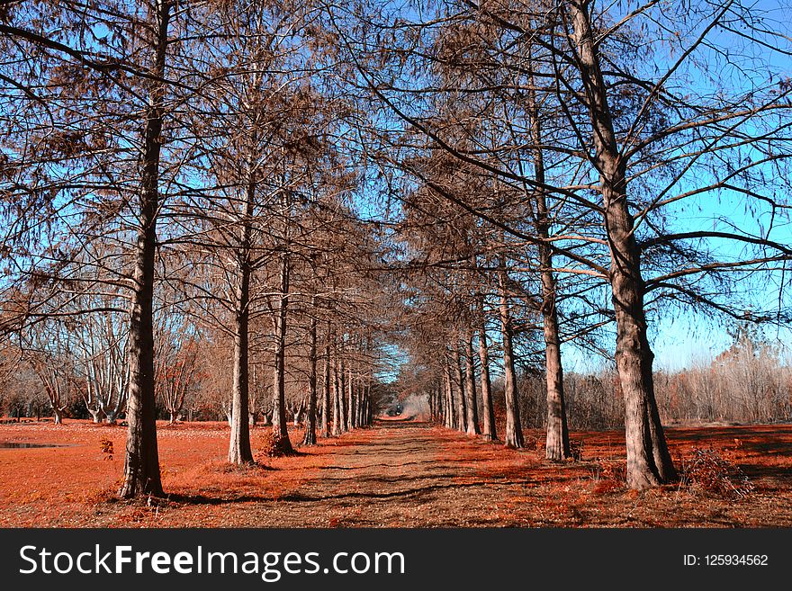 Tree, Nature, Path, Ecosystem