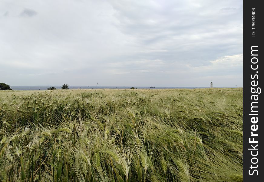 Ecosystem, Grassland, Field, Crop