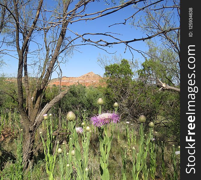 Vegetation, Ecosystem, Plant, Nature Reserve