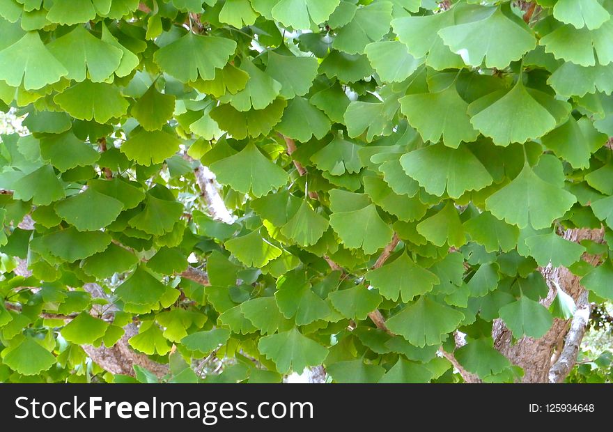 Leaf, Vegetation, Grapevine Family, Tree
