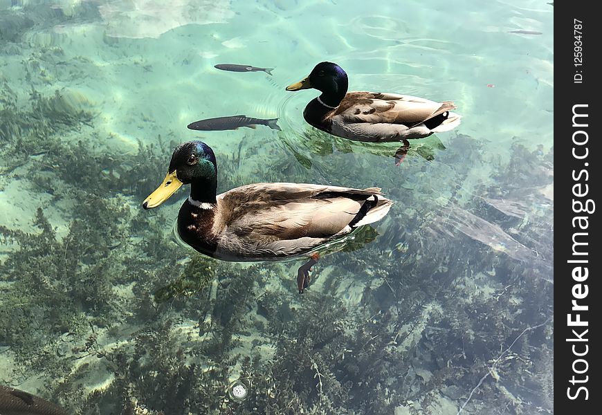 Duck, Water, Bird, Fauna