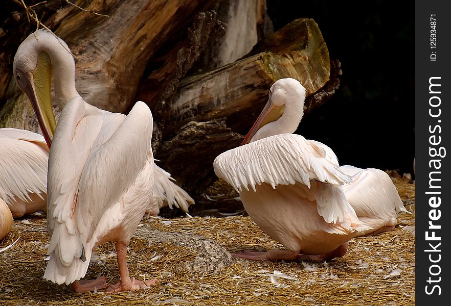Pelican, Fauna, Beak, Seabird