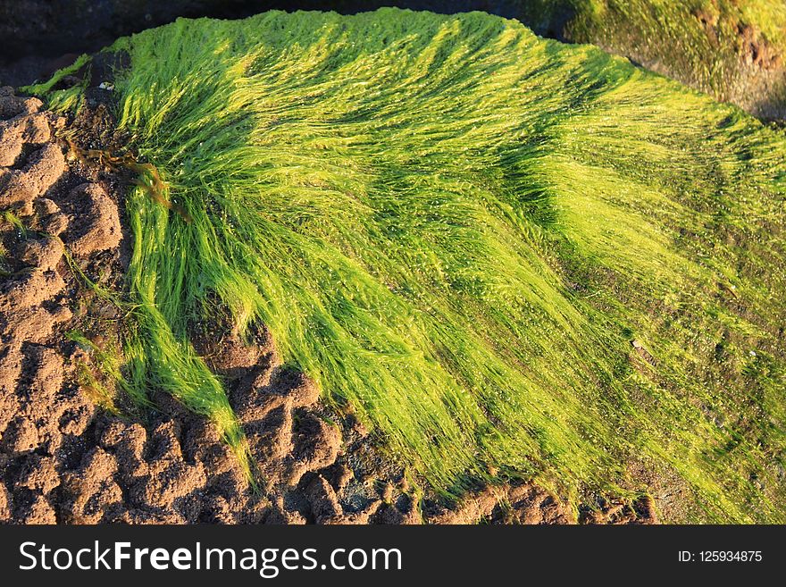 Vegetation, Grass, Grass Family, Green Algae