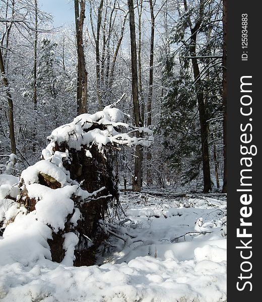 Snow, Winter, Tree, Freezing