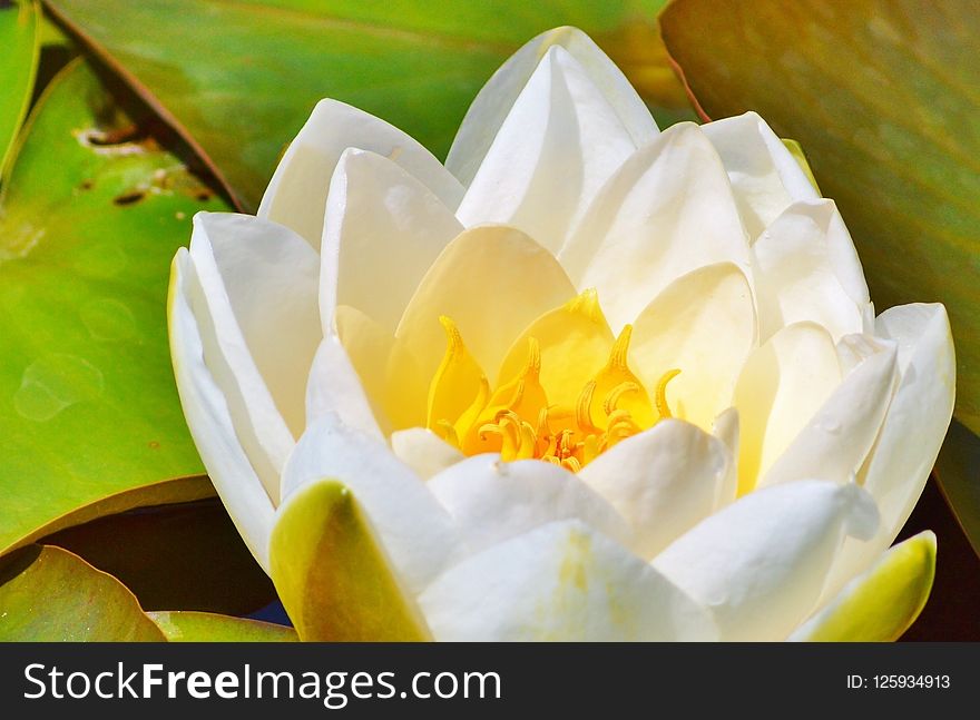 Flower, White, Yellow, Flora