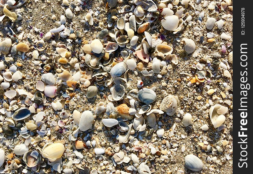 Seashell, Pebble, Cockle, Rock