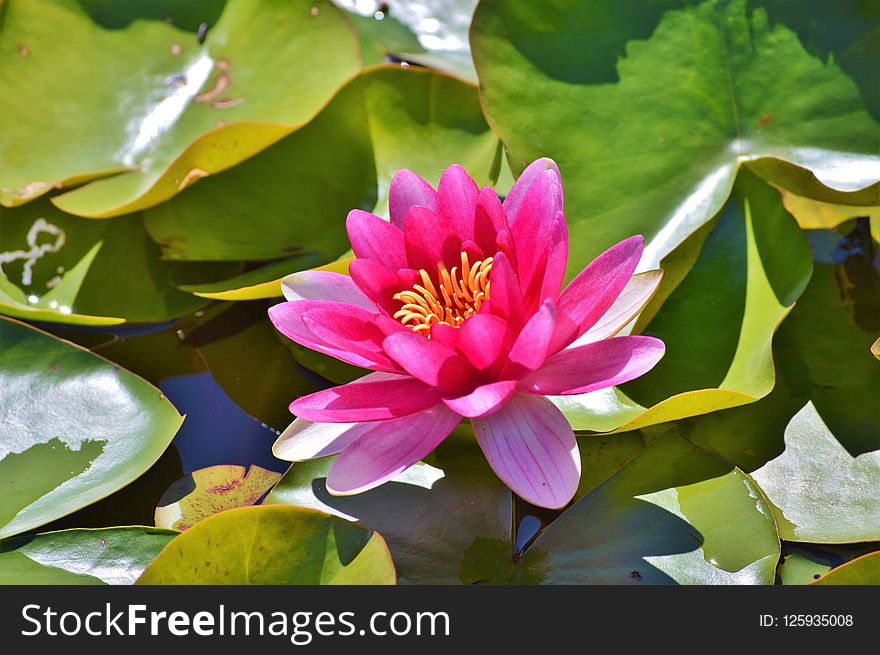 Flower, Plant, Flora, Aquatic Plant